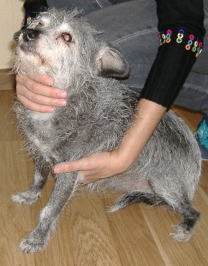 sobaka.jpg (52.29 КБ, Просмотров: 4125) sobaka.jpg