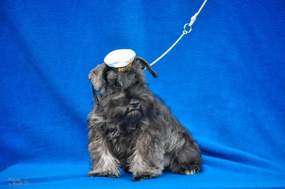 16833586_1911588145740228_1132406488_o (1).jpg (387.36 КБ, Просмотров: 2437) 16833586_1911588145740228_1132406488_o (1).jpg