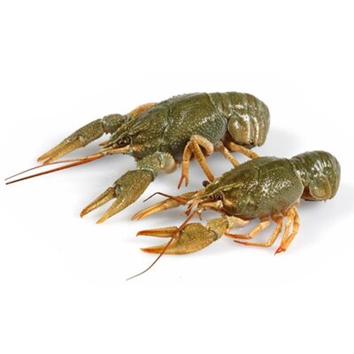 GC4jOK3L06Y.jpg (50.33 КБ, Просмотров: 4696) GC4jOK3L06Y.jpg